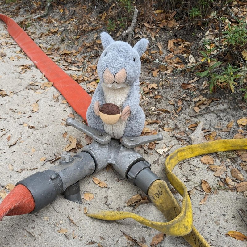 Stuffed squirrel adventure