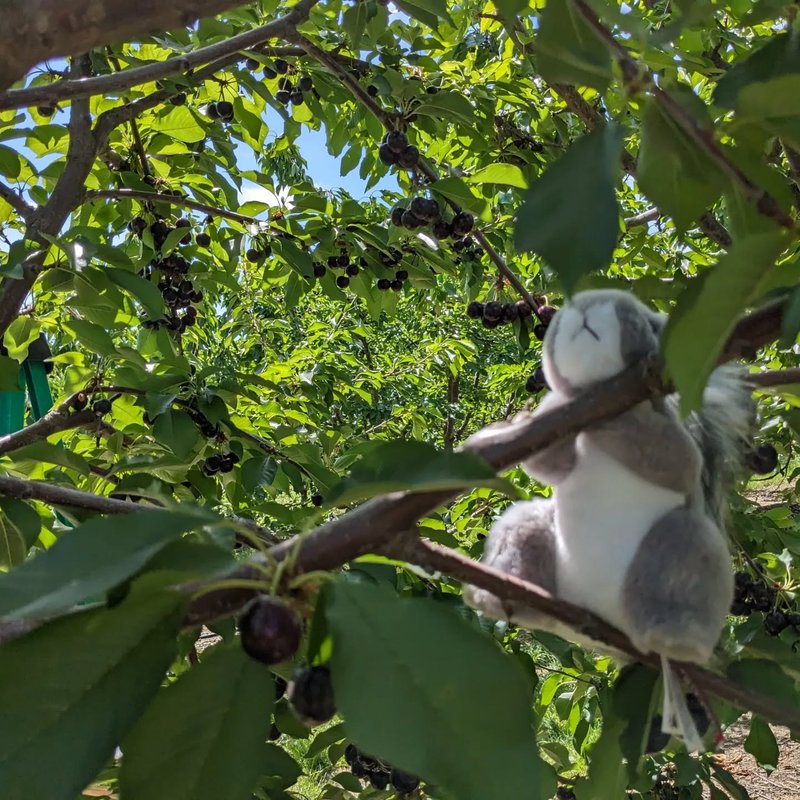 Stuffed squirrel adventure