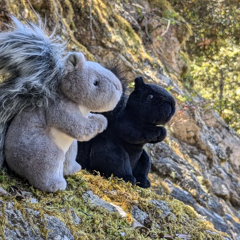 Lady Douglas adventure