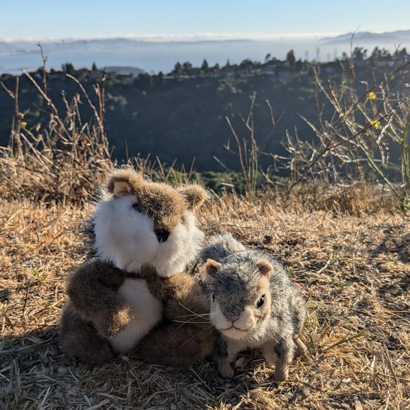 Stuffed squirrel adventure