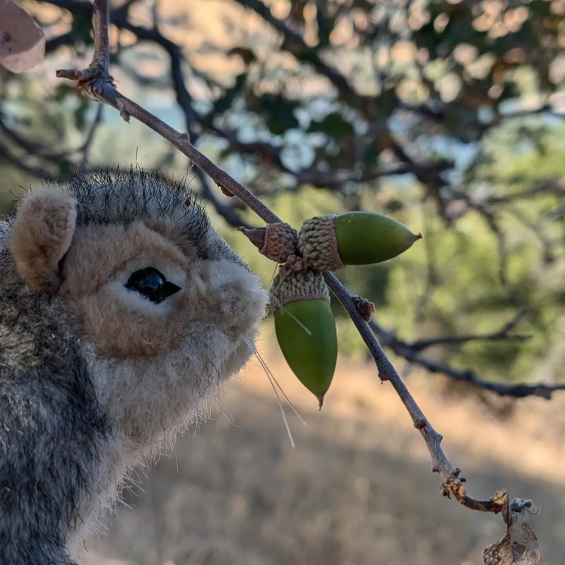Pineseeker adventure