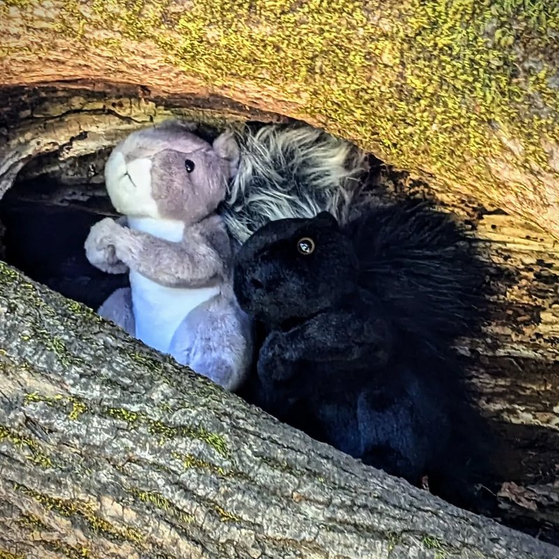 Lady Douglas adventure