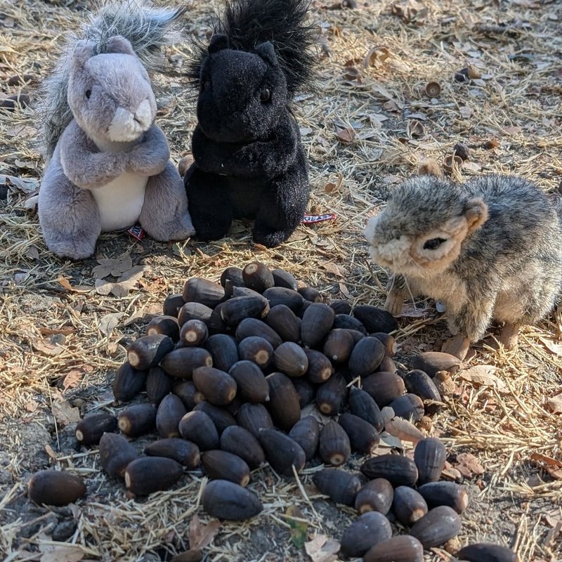 Lady Douglas adventure