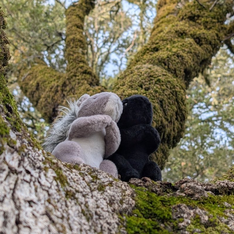 Lady Douglas adventure