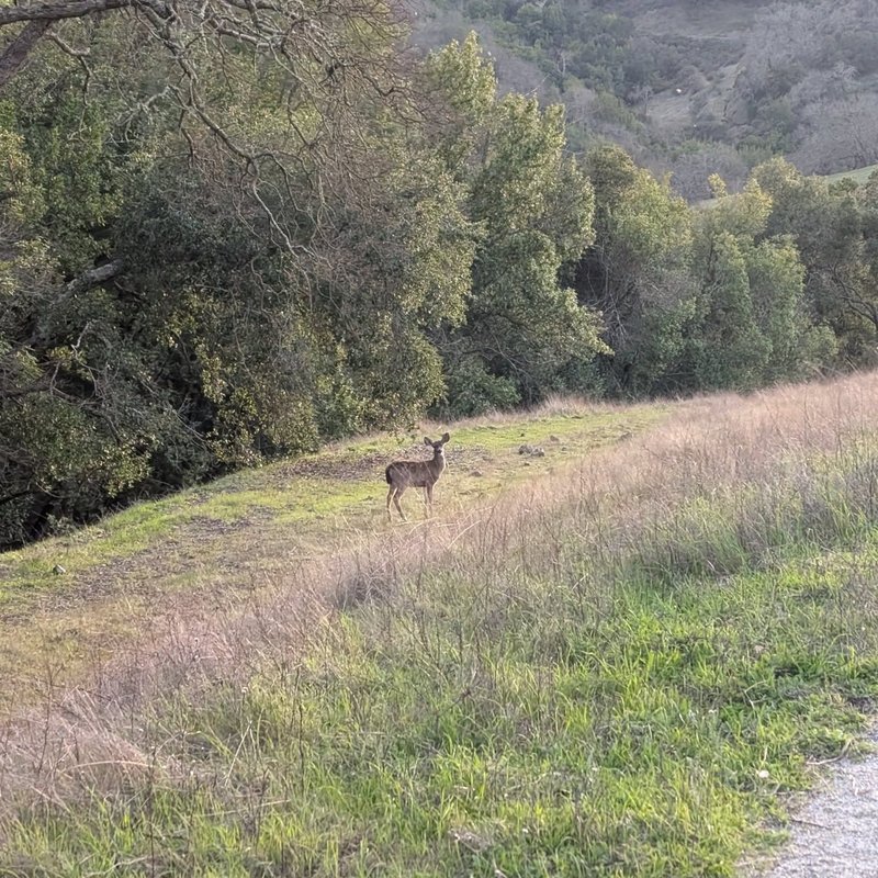 Pineseeker adventure