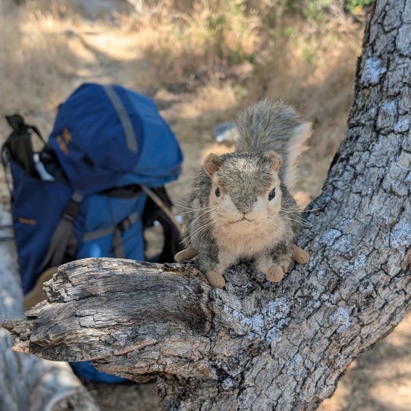 Pineseeker adventure
