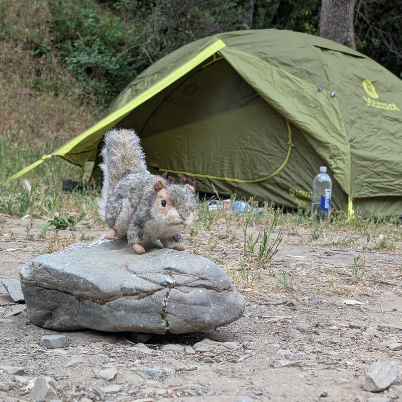 Pineseeker adventure