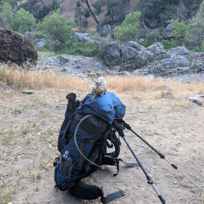 Pineseeker adventure