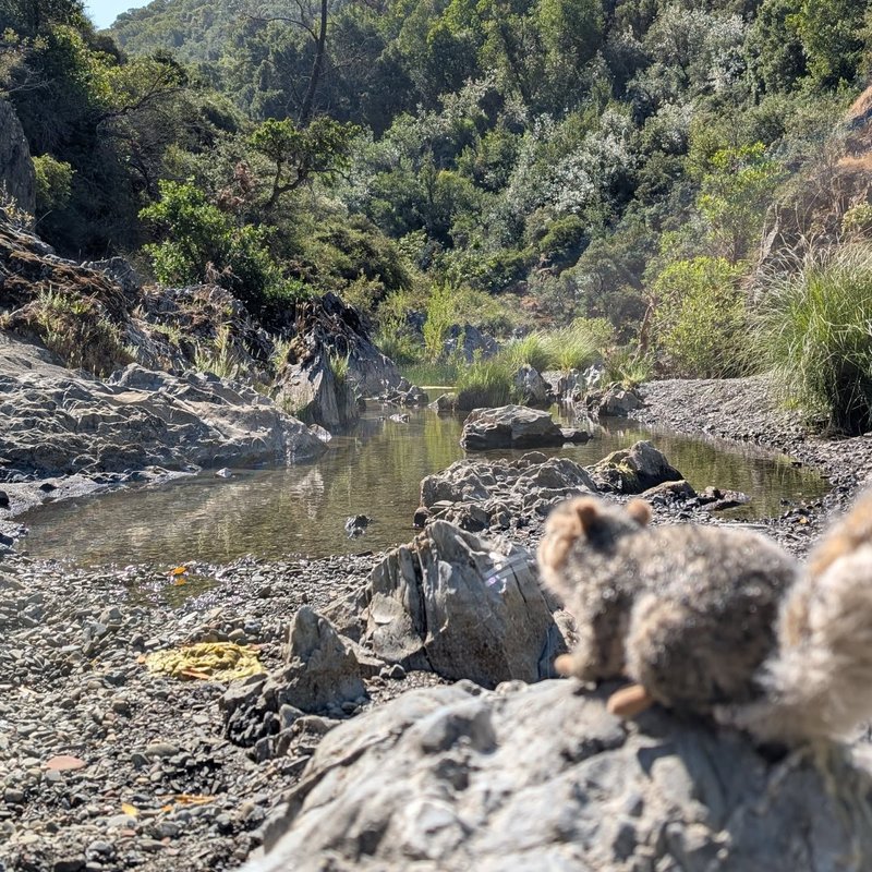 Pineseeker adventure