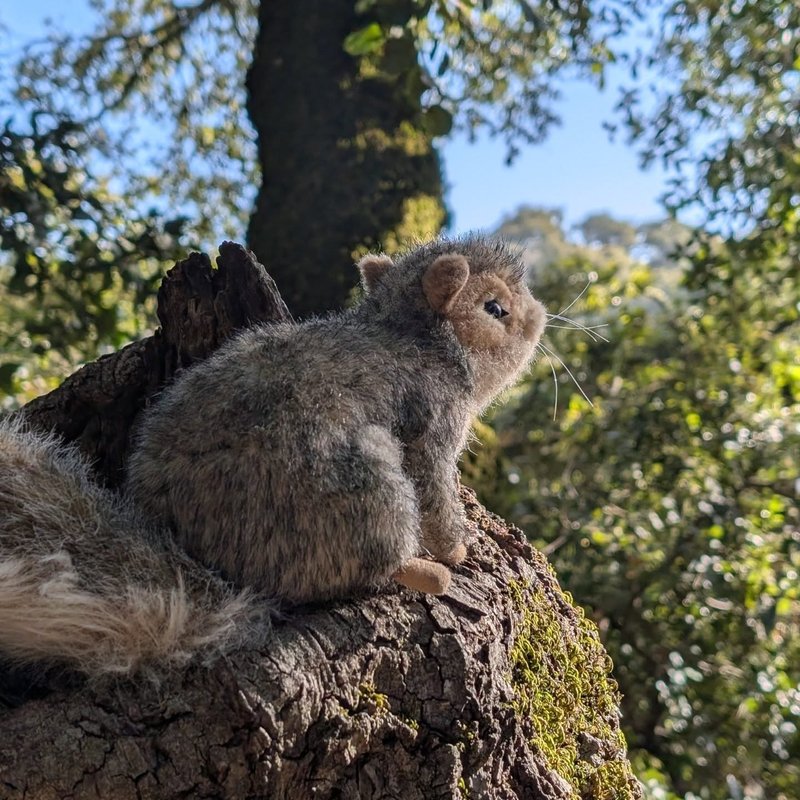 Pineseeker adventure