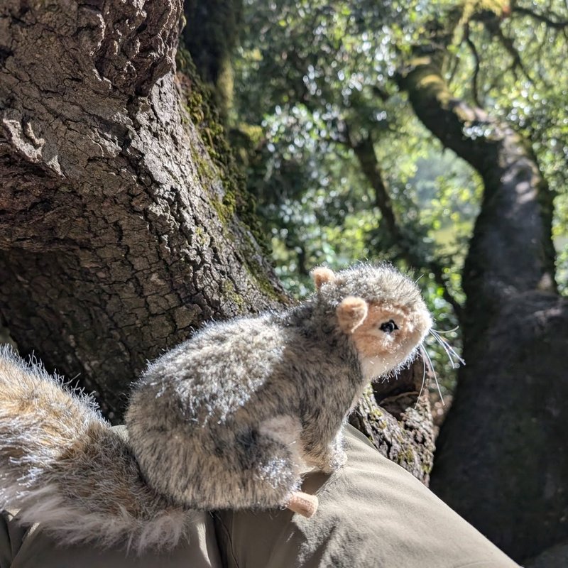 Pineseeker adventure