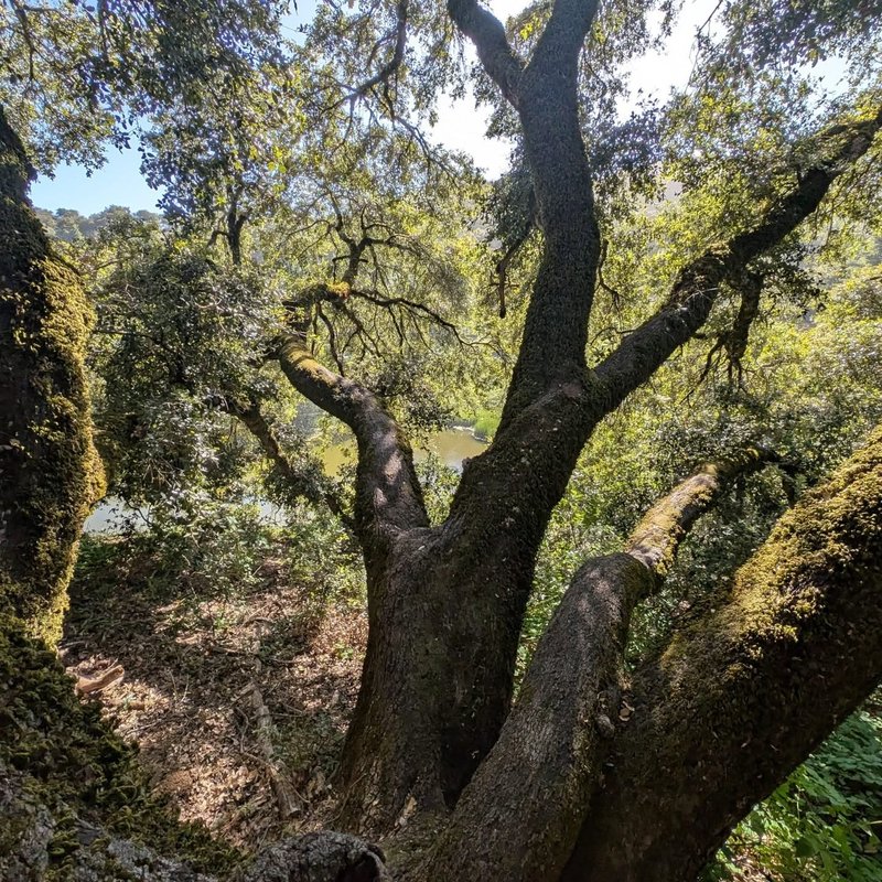 Pineseeker adventure