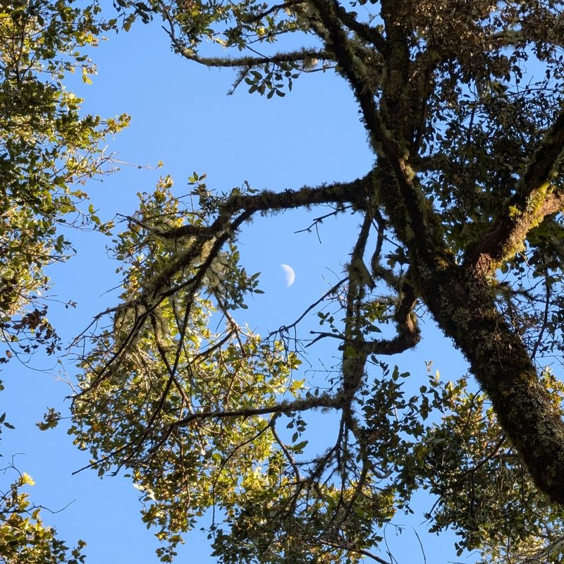 Pineseeker adventure