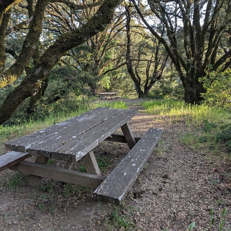 Pineseeker adventure