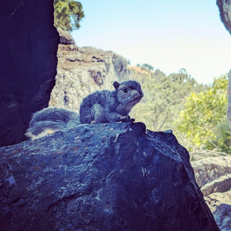 Stuffed squirrel adventure