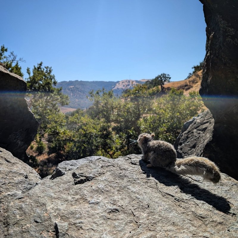 Stuffed squirrel adventure