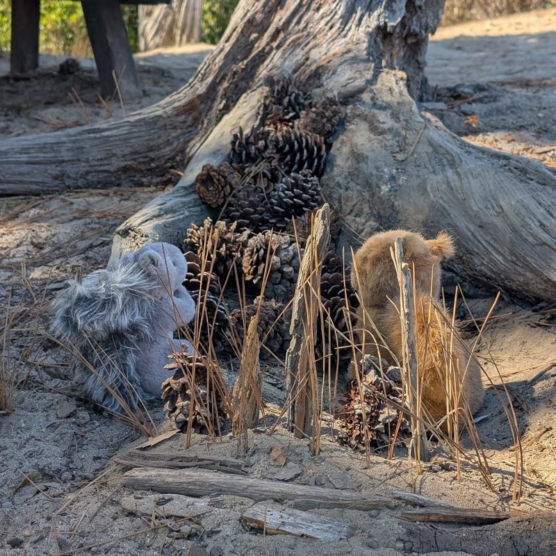 Lady Douglas adventure