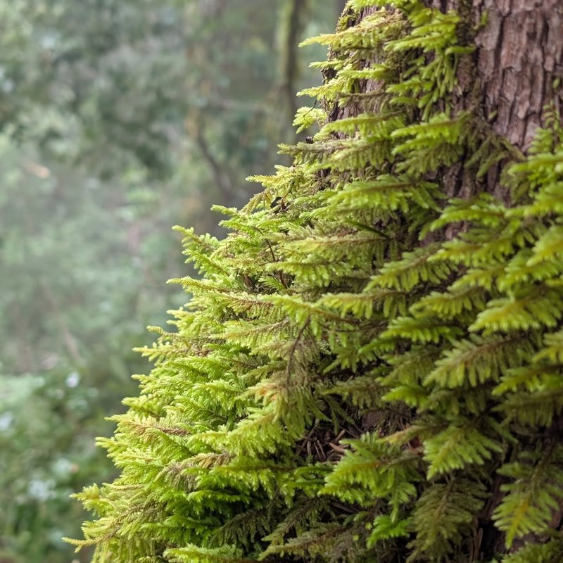 Prospector adventure