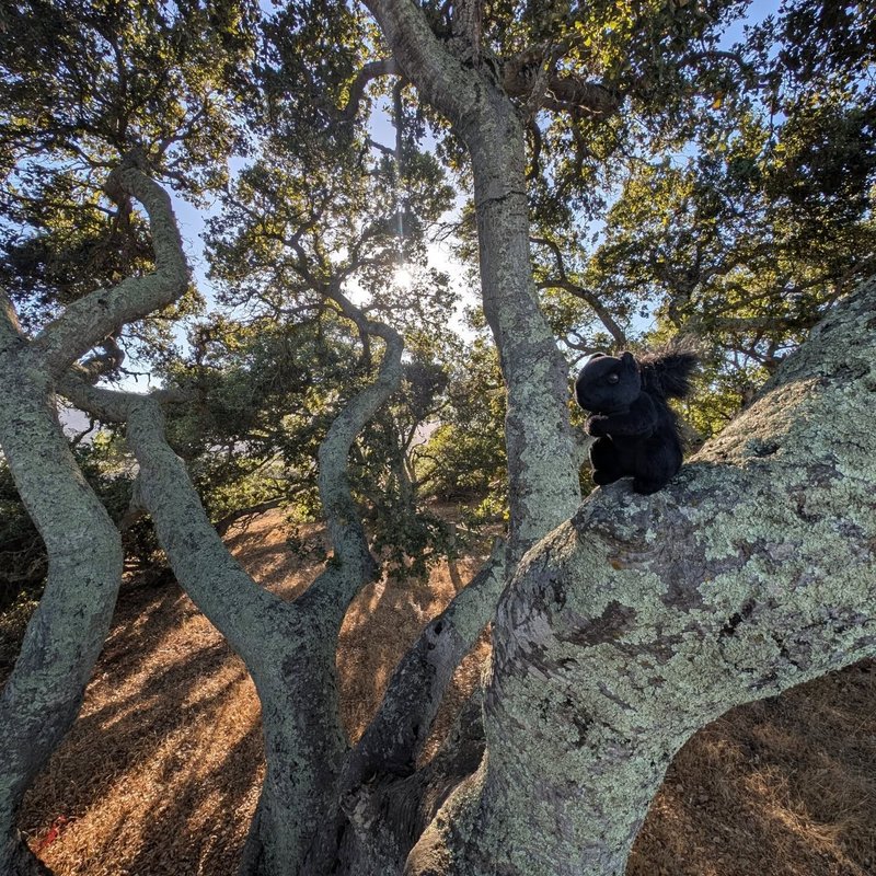 Sir Douglas adventure