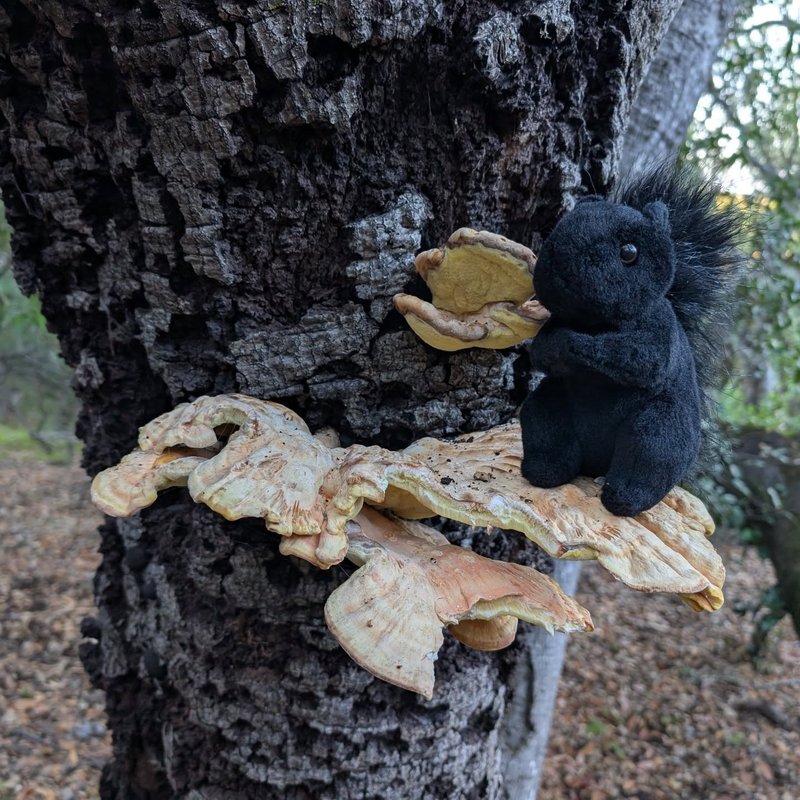 Sir Douglas adventure