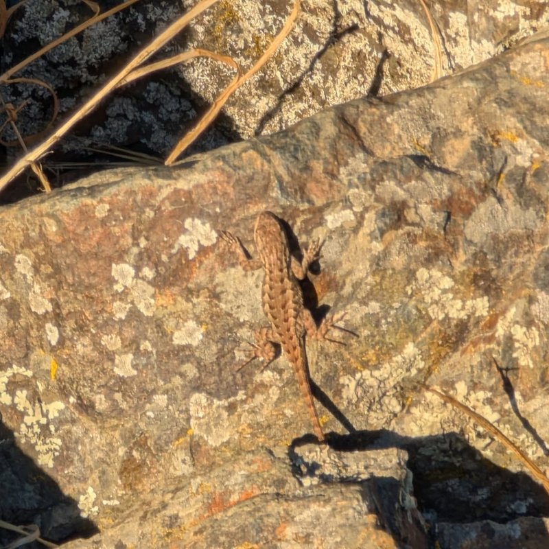 Sir Douglas adventure