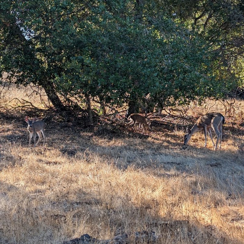 Sir Douglas adventure