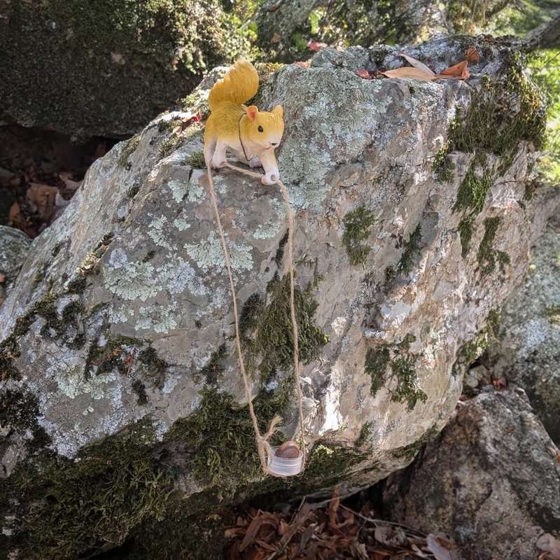 Stuffed squirrel adventure