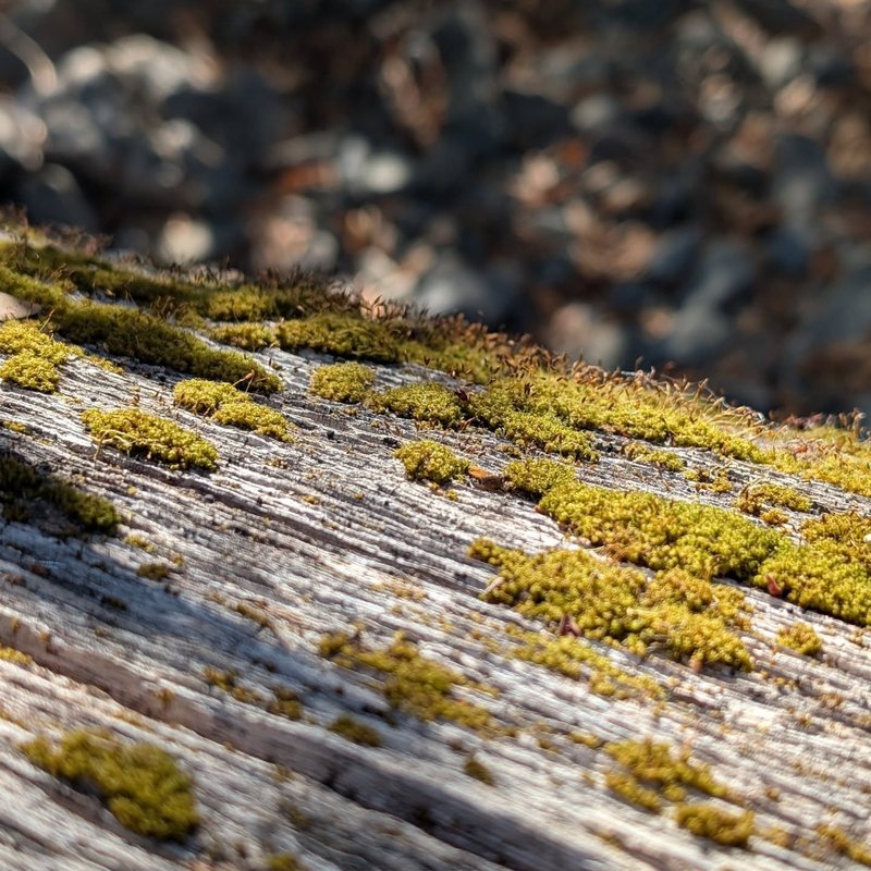 Stuffed squirrel adventure