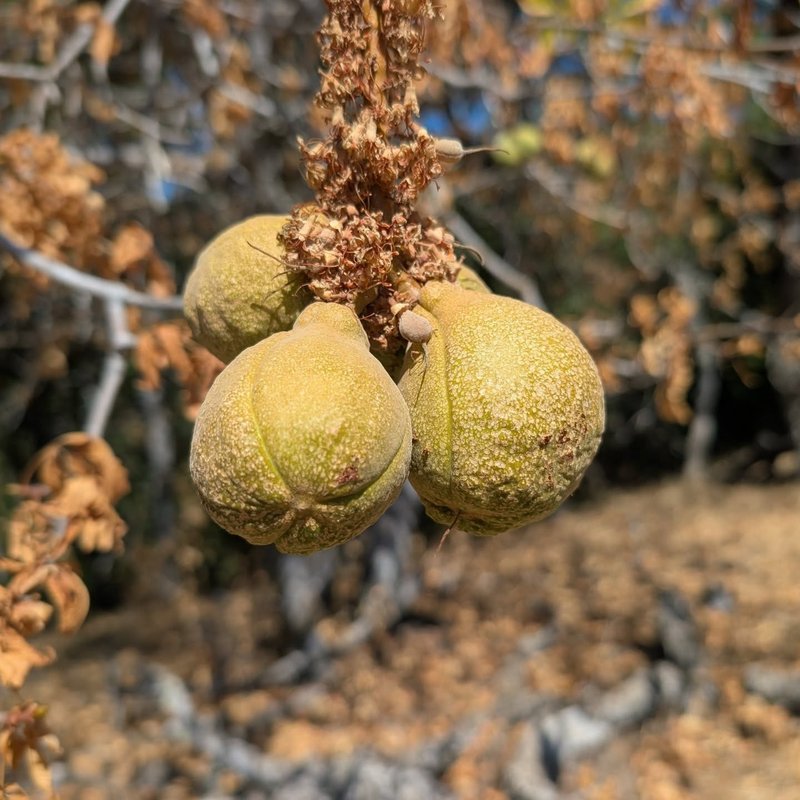 Stuffed squirrel adventure