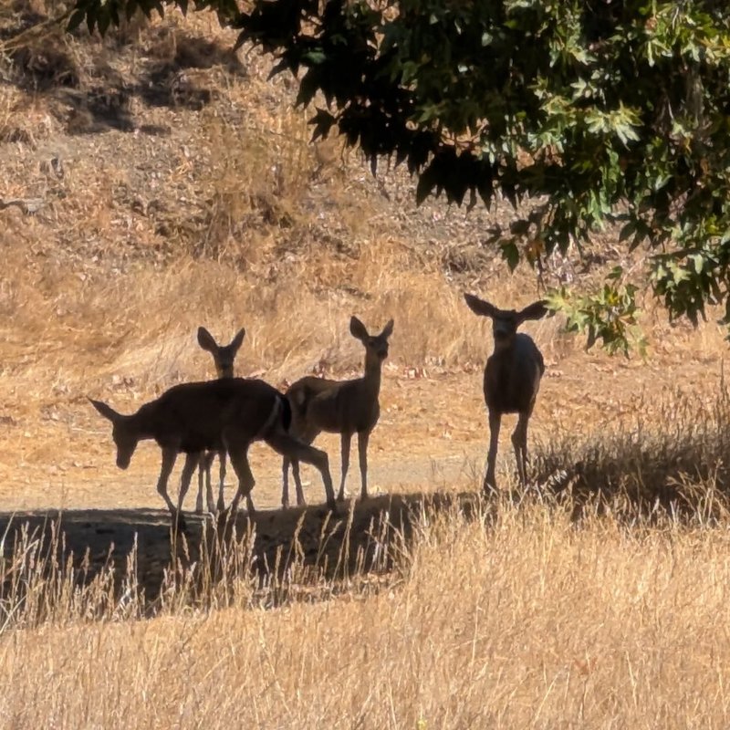 Stuffed squirrel adventure