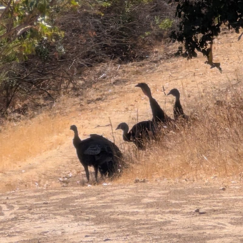 Stuffed squirrel adventure