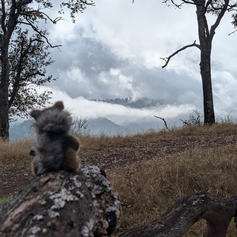 Stuffed squirrel adventure