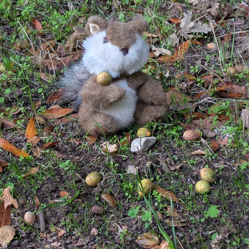 Stuffed squirrel adventure