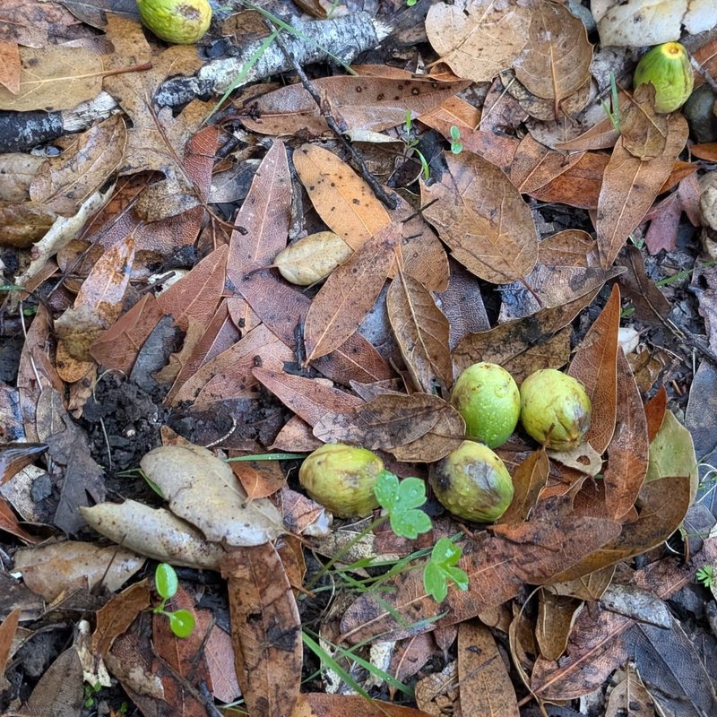 Stuffed squirrel adventure