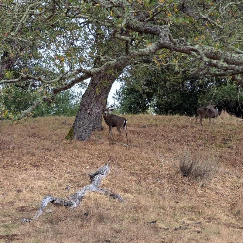 Stuffed squirrel adventure