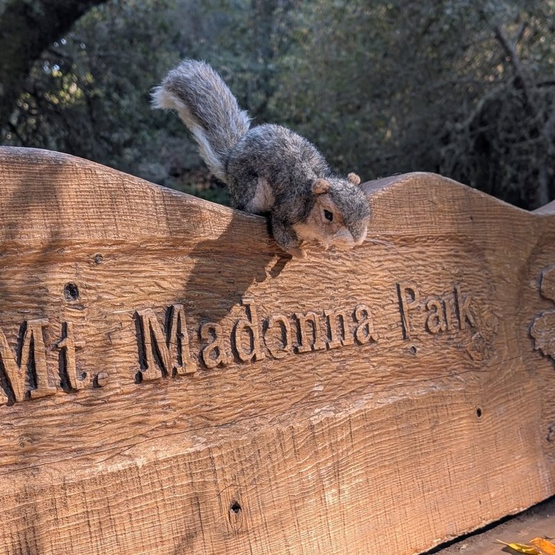 Stuffed squirrel adventure