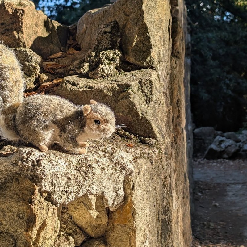 Stuffed squirrel adventure