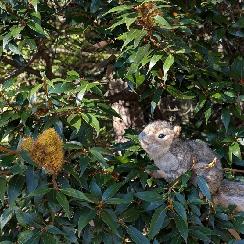 Stuffed squirrel adventure