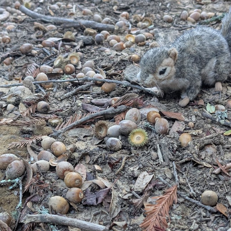 Stuffed squirrel adventure