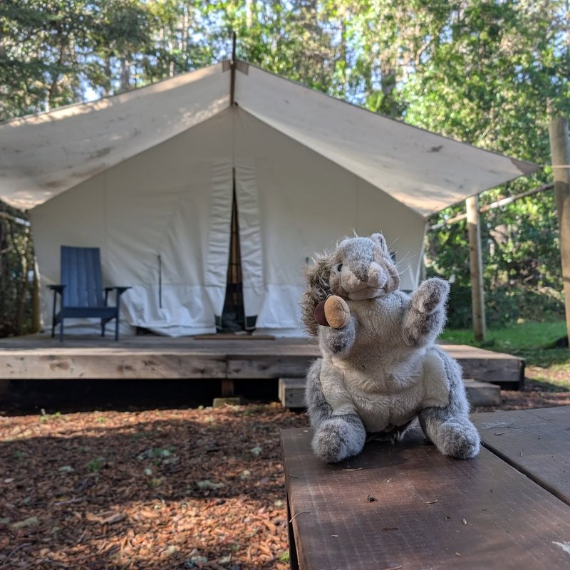 Stuffed squirrel adventure