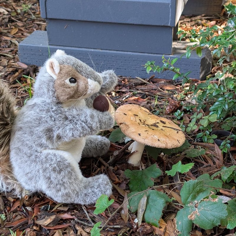 Stuffed squirrel adventure
