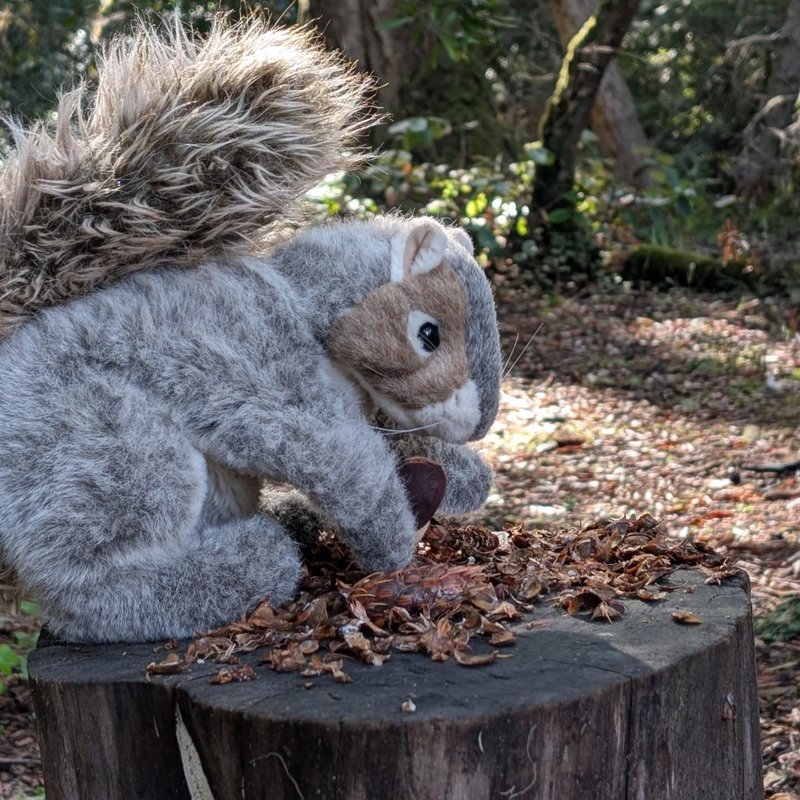 Stuffed squirrel adventure