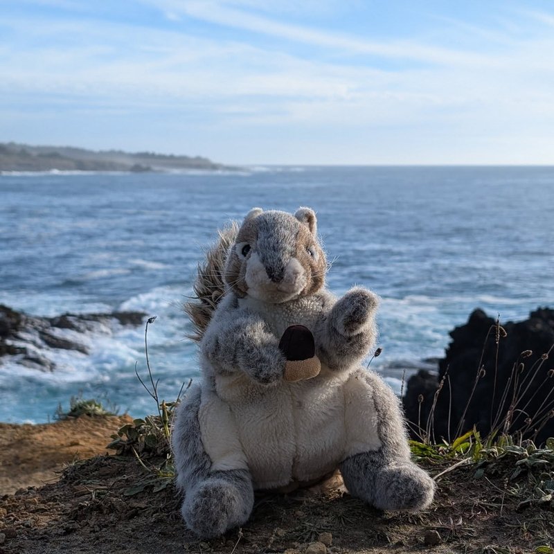 Stuffed squirrel adventure