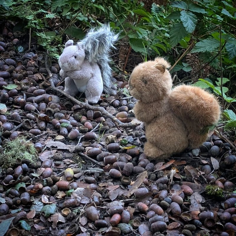 Stuffed squirrel adventure
