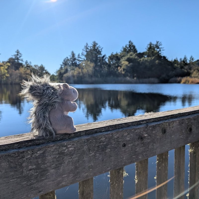 Stuffed squirrel adventure