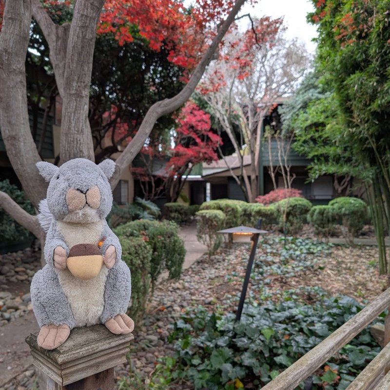 Stuffed squirrel adventure