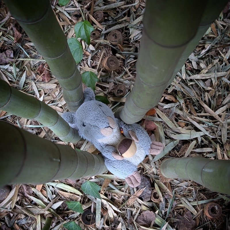 Stuffed squirrel adventure