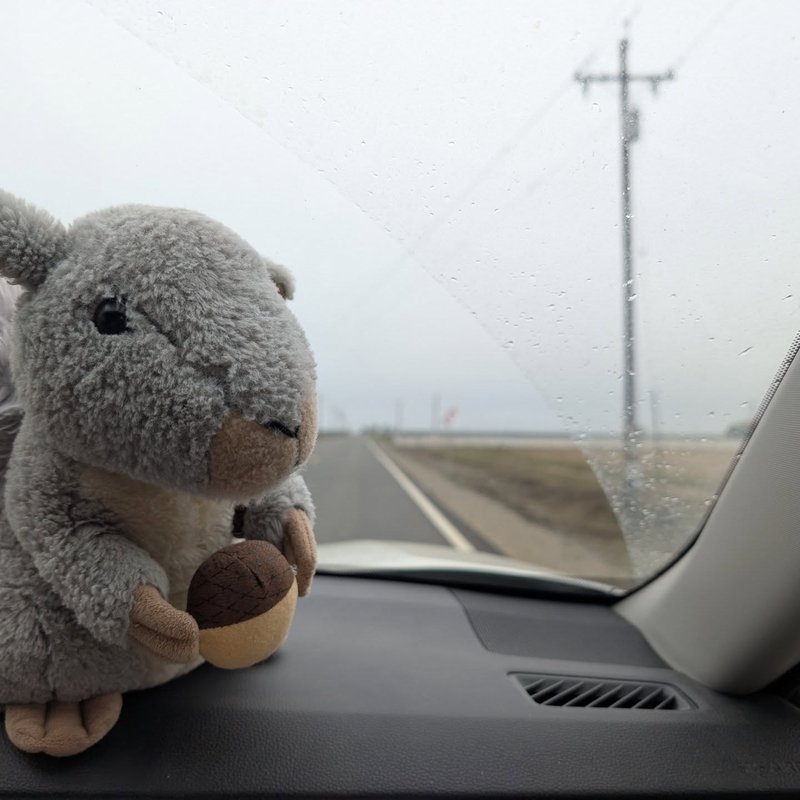 Stuffed squirrel adventure