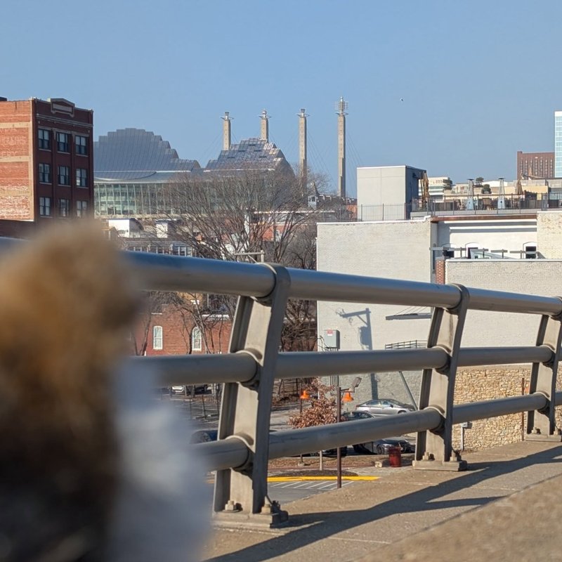 Stuffed squirrel adventure