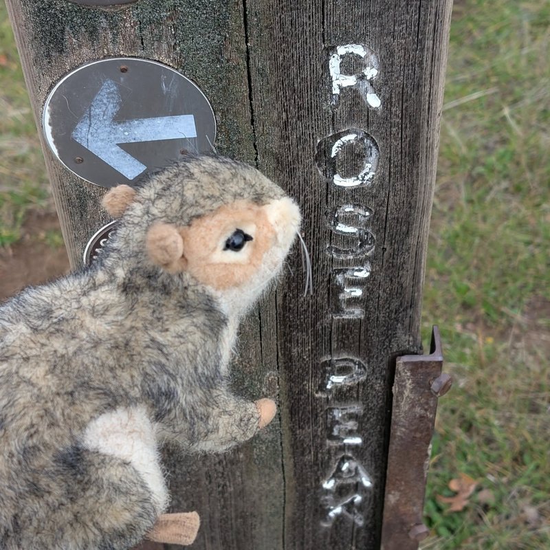 Stuffed squirrel adventure